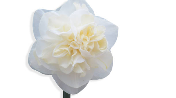 istock Premium Rare Daffodils and Narcissus - Part 1 843545676