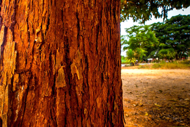The trunk of the tree in vivid red color bark