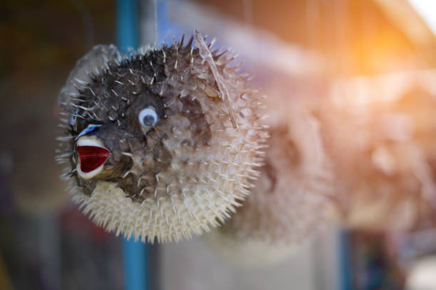 istock The image of a scarecrow of a puffer fish 843551050