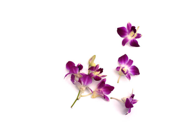 istock Orchid flower isolated on white background 843553242
