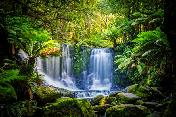 The Horseshoe Falls at the Mt Field National Park, Tasmania, Australia The Horseshoe Falls at the Mt Field National Park, Tasmania, Australia. The waterfall that in a fresh rain forest covers with green trees. falling water flowing water stock pictures, royalty-free photos & images