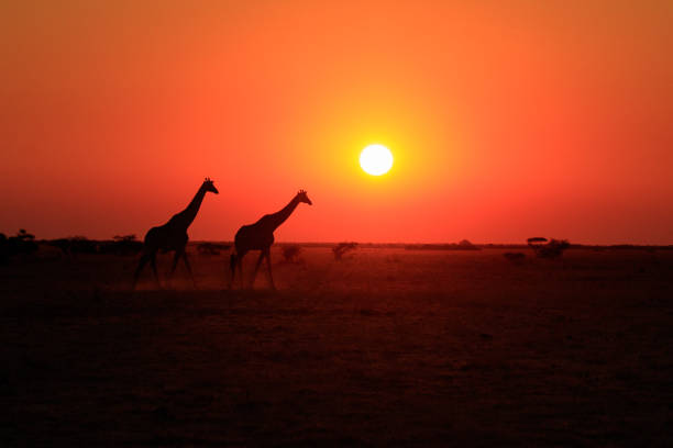 istock Giraffes at Sunset in the Nxai Pan 843554202