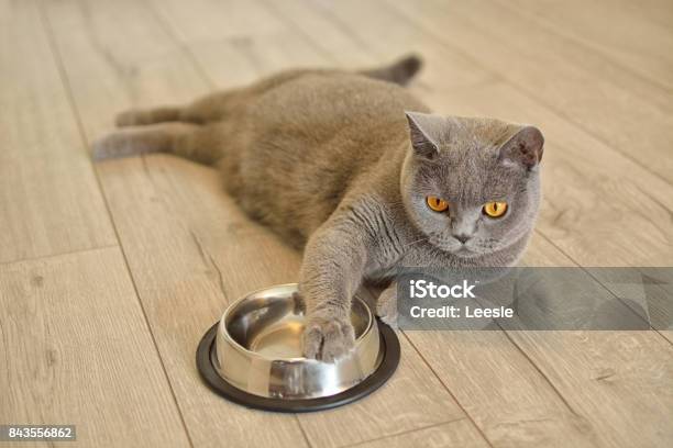 Portrait Of A British Shorthair Cat With Expressive Orange Eyes Thats Laying On The Floor She Keeps Her Paw On The Plate Stock Photo - Download Image Now