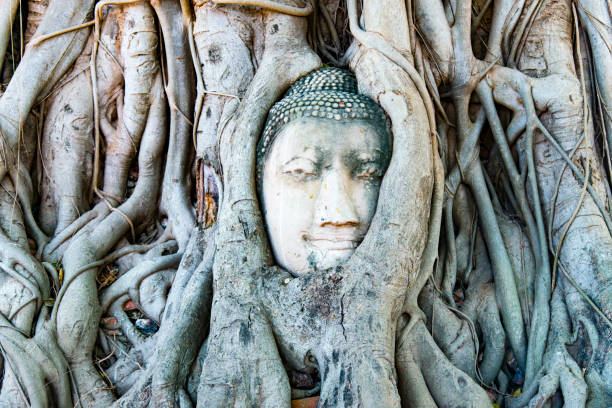istock Head of Buddha 843557354