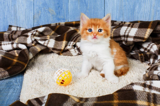 istock Red orange kitten at blue wood 843557848