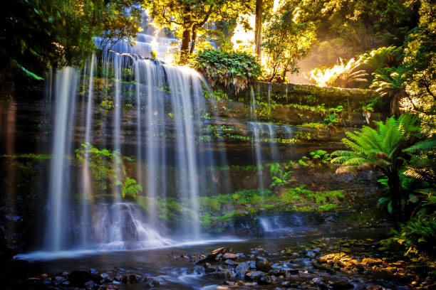 russel cataratas, parque nacional de mt campo, parte de tasmania mundo patrimonio desierto área de, tasmania, australia - rainforest waterfall australia forest fotografías e imágenes de stock