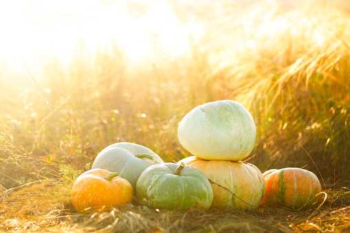 Pumpkins outdoor. Pumpkin on dry autumn yellow grass over sunset or sunrise. Sunbeam.
