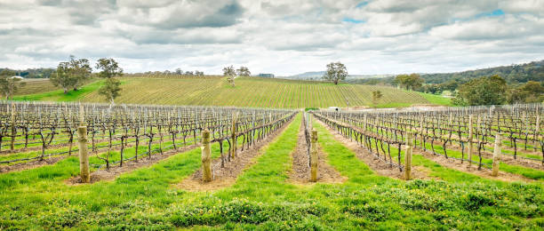 istock Wine valley in Adelaide Hills 843558218