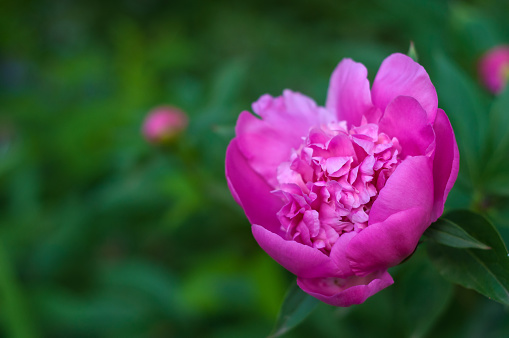 Beautiful pink flower in a summer garden.