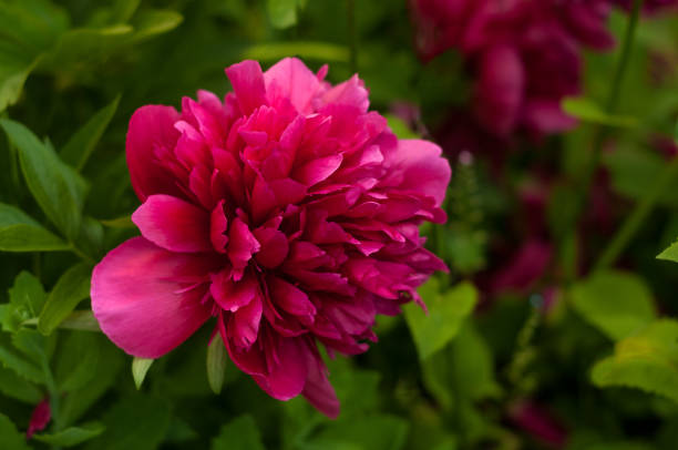 istock Pink peony in the garden on a green background 843558334