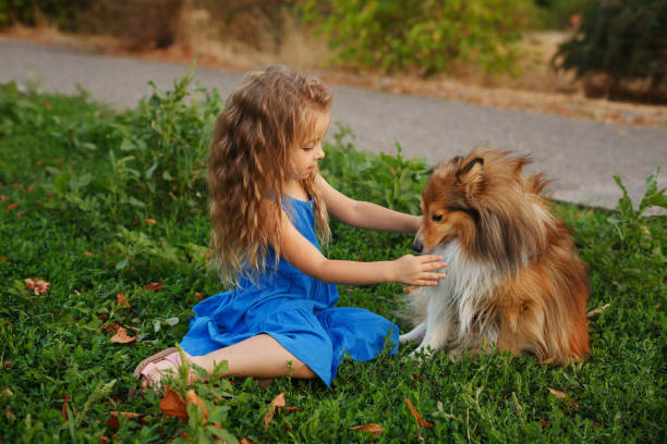 istock Little girl with a dog Sheltie 843560116