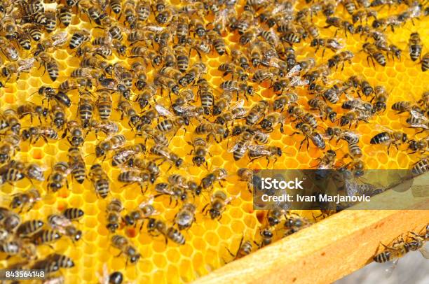 Bees On Honeycomb Stock Photo - Download Image Now - Bee, Agriculture,  Animal - iStock