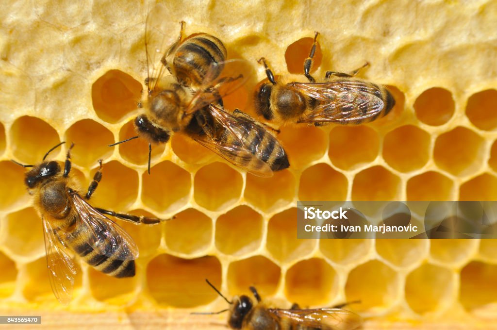 Bees on honeycomb. Close-up of bees on honeycomb in apiary in the summer. Worker Bee Stock Photo