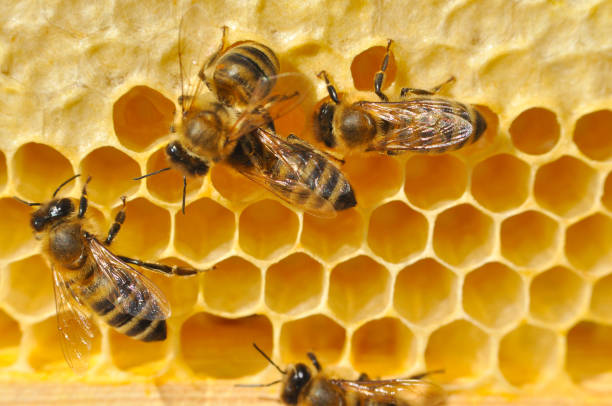 пчелы на сотах. - worker bees стоковые фото и изображения