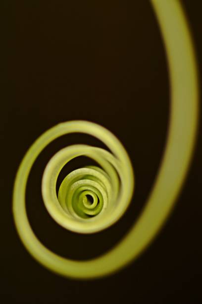 istock Spiral hand of ivy gourd, black background. (vertical) 843567192