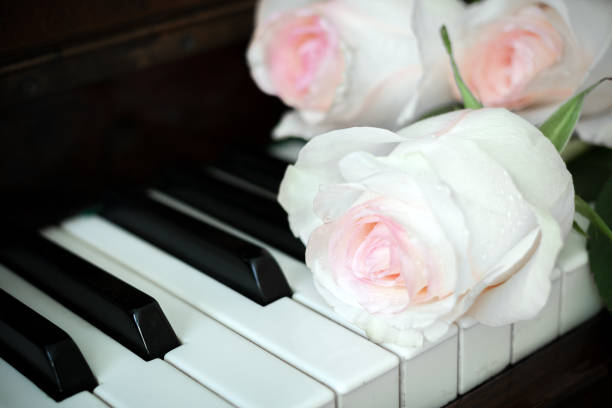 istock Close-up pale pink roses are lying on old piano keyboard. 843569424