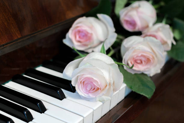 istock Close-up five pale pink roses are lying on piano keyboard. 843569458