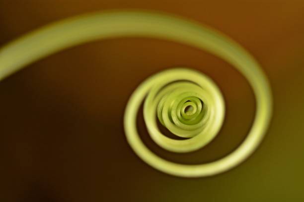 istock Spiral hand of ivy gourd. 843569678