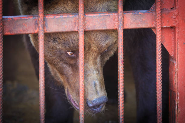 istock The brown bear looks askance at somebody from the cage 843569828