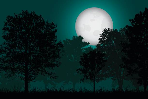 bildbanksillustrationer, clip art samt tecknat material och ikoner med vektor realistisk illustration av en lövskog med gräs under en natthimmel med en full månbelysta måne - moon forest
