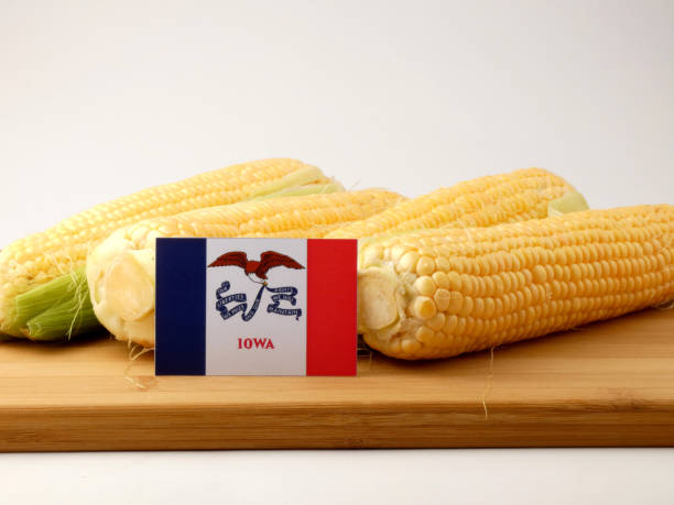 Iowa flag on a wooden panel with corn isolated on a white background Iowa flag on a wooden panel with corn isolated on a white background iowa flag stock pictures, royalty-free photos & images