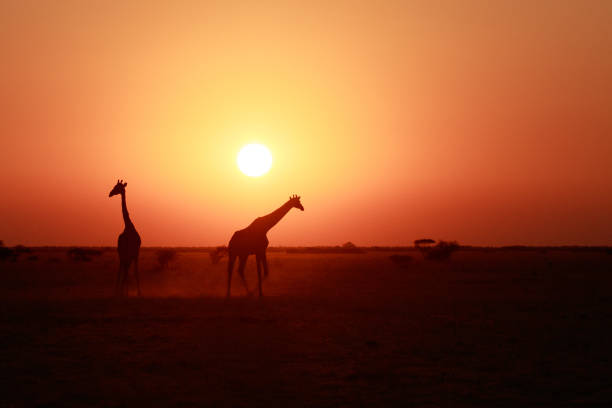 istock Giraffes at sunset on the pans 843574312