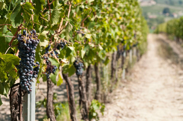istock agricultural landscape in Italy with a beautiful vineyard 843574400