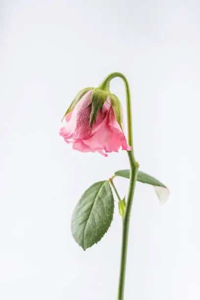 withered beautiful pink rose isolated on white background