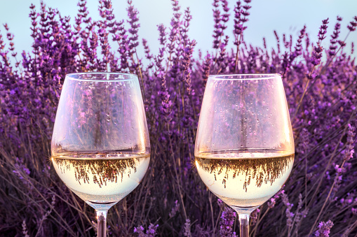 Two glasses of white wine in lavender field