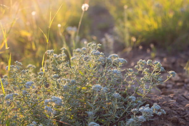 istock wild meadow flowers on evening sunlight background 843578360