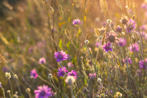 istock wild meadow flowers on evening sunlight background 843578364