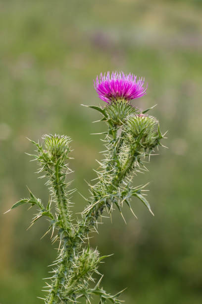 istock Thistle buds and flowers on a summer field 843578458