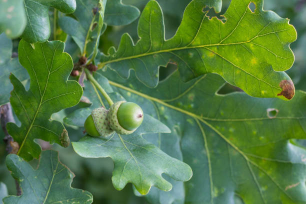 oak branch with green leaves and acorns on a sunny day. oak tree in summer. blurred leaf background - oak leaf oak tree acorn season imagens e fotografias de stock