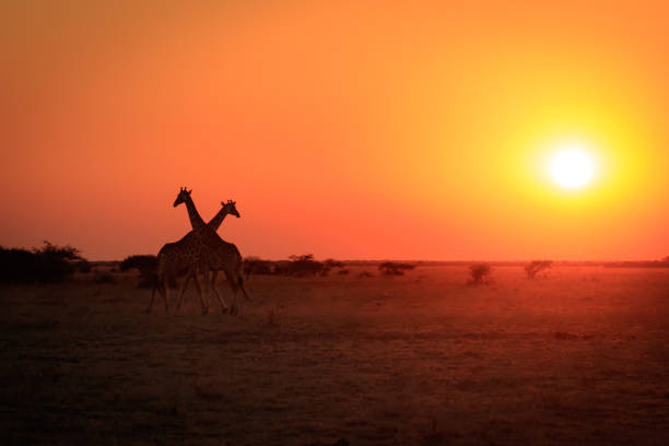 istock Giraffes at sunset on the pans 843579028