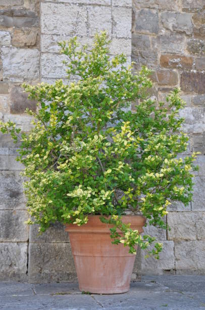 istock A large clay pot with a green plant 843581082