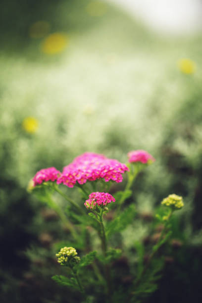 red forest flowers on natural green grass background