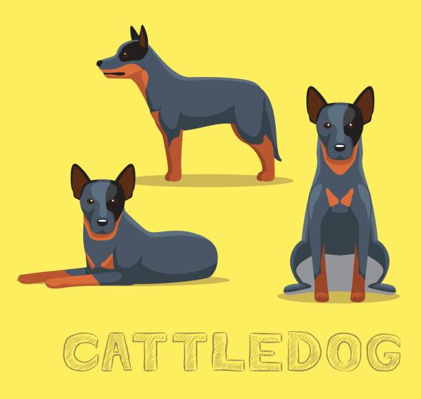 개 cattledog 만화 벡터 일러스트 레이 션 - cattle dog stock illustrations