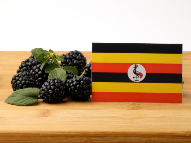istock Uganda flag on a wooden panel with blackberries isolated on a white background 843586124