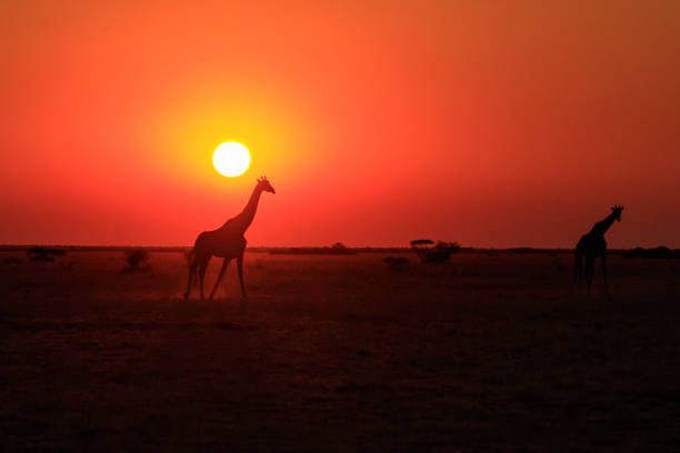 istock Giraffes at sunset on the pans 843587168