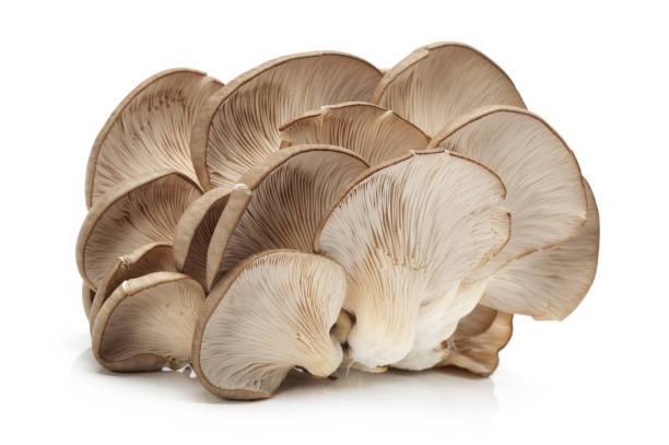 istock Oyster mushroom  on a white background 843589440