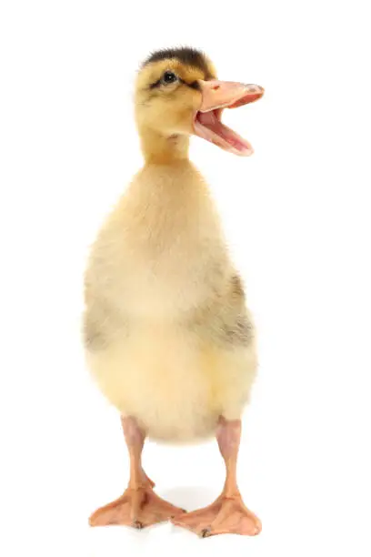 Photo of Gold and brown duck baby on a white background