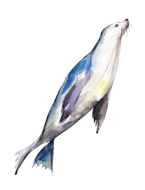 Watercolor seal,  hand-drawn illustration isolated on white background. Watercolor seal,  hand-drawn illustration isolated on white background. seal animal stock illustrations