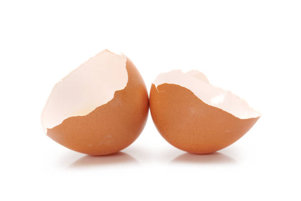 달걀 껍질에 흰색 배경 - shell 뉴스 사진 이미지