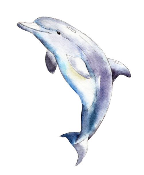 delfin akwarela, ręcznie rysowana ilustracja wyizolowana na białym tle. - dolphin jumping sea animal stock illustrations
