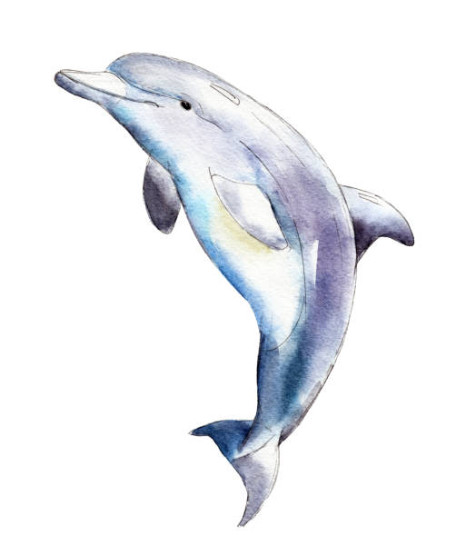 ilustrações, clipart, desenhos animados e ícones de golfinho-aquarela, desenho à mão livre ilustração isolado no fundo branco. - dolphin jumping sea animal