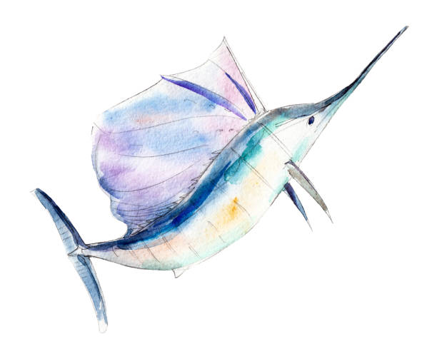 ilustrações de stock, clip art, desenhos animados e ícones de watercolor swordfish, blue marlin, hand-drawn illustration isolated on white background. - marlin sailfish nature saltwater fish