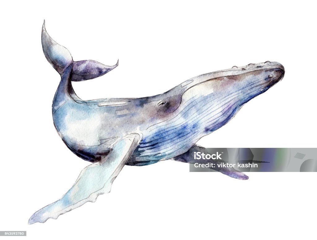 Aquarelle de baleines, dessinés à la main illustration isolée sur fond blanc. - Illustration de Baleine libre de droits