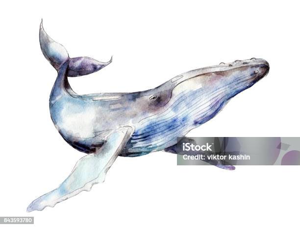 Aquarelle De Baleines Dessinés À La Main Illustration Isolée Sur Fond Blanc Vecteurs libres de droits et plus d'images vectorielles de Baleine