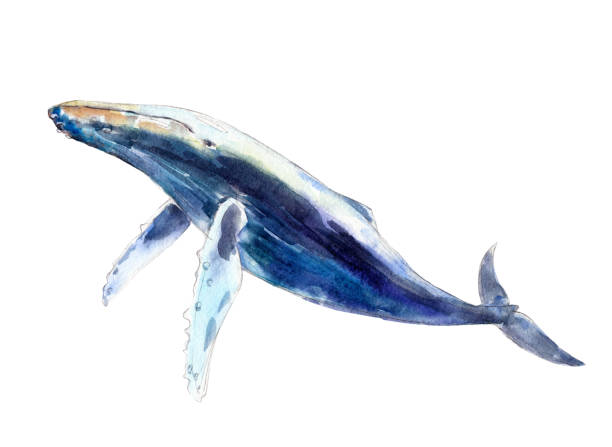istock Watercolor whale, hand-drawn illustration isolated on white background. 843593788