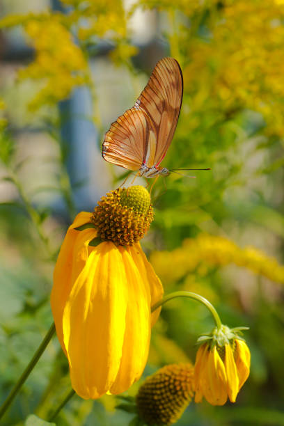 Cтоковое фото Бабочка питьевой нектар